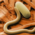 What is sem and its types?