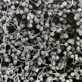 What are the types of sem?