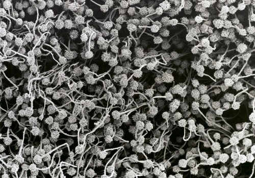 What are the types of sem?